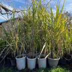 Sugar Cane