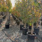 Sugar Maple