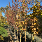 Sugar Maple