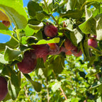 Sugar Prune