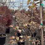 Summer Fun Kousa Dogwood