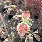 Summer Fun Kousa Dogwood