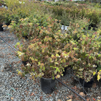 Row of potted Summer Snowflake Double-File Viburnum plants on a gravel surface with a garden background