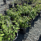 Summer Snowflake Double-File Viburnum