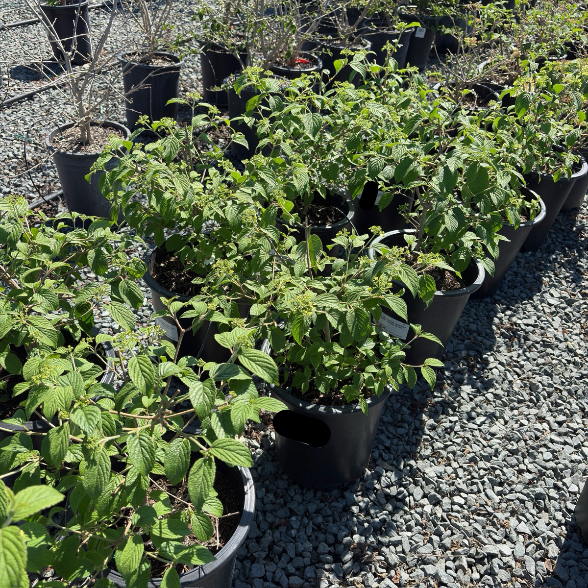 Summer Snowflake Double-File Viburnum