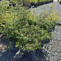 Summer Snowflake Double-File Viburnum