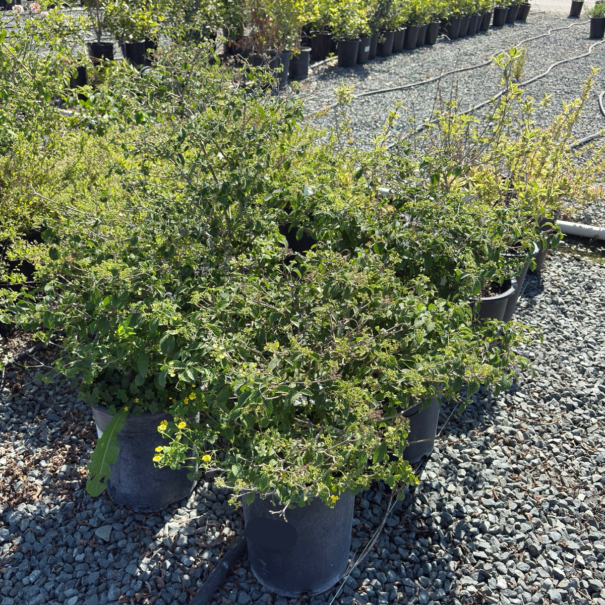 Summer Snowflake Double-File Viburnum