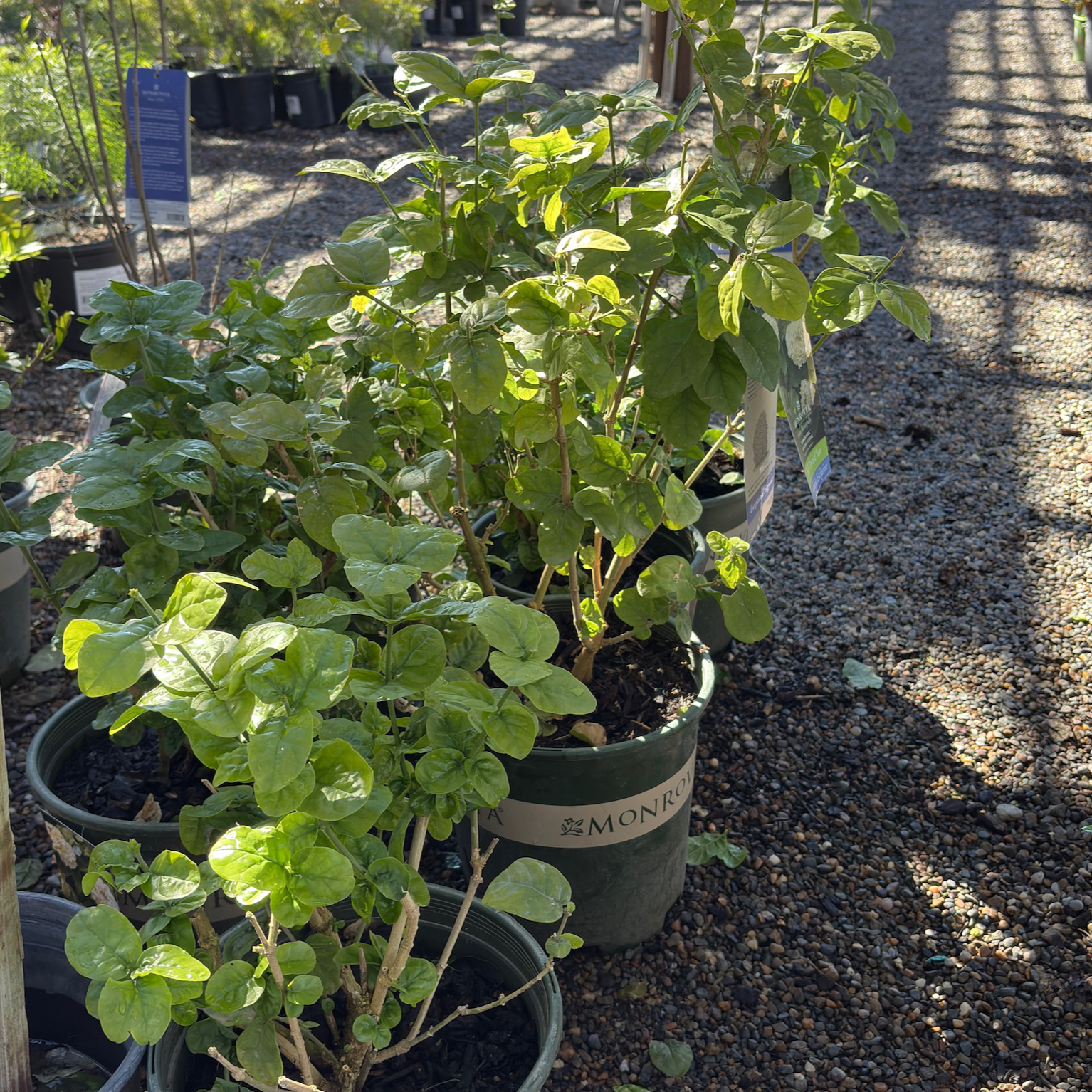 Summer Soul Arabian Jasmine