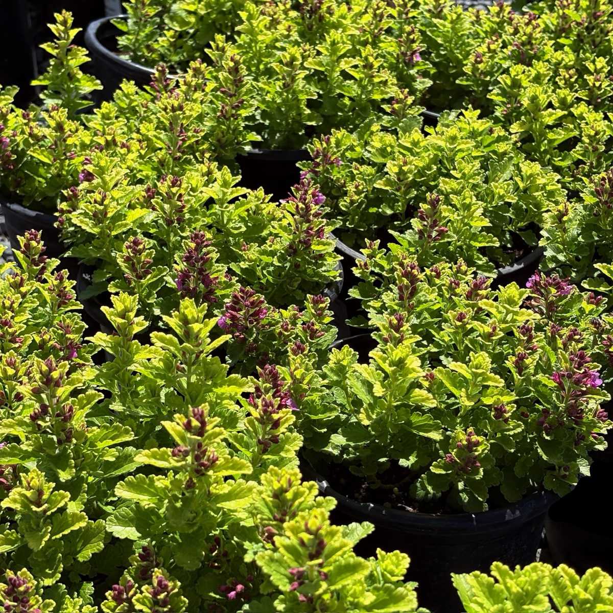 Summer Sunshine Wall Germander