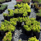 Summer Sunshine Wall Germander