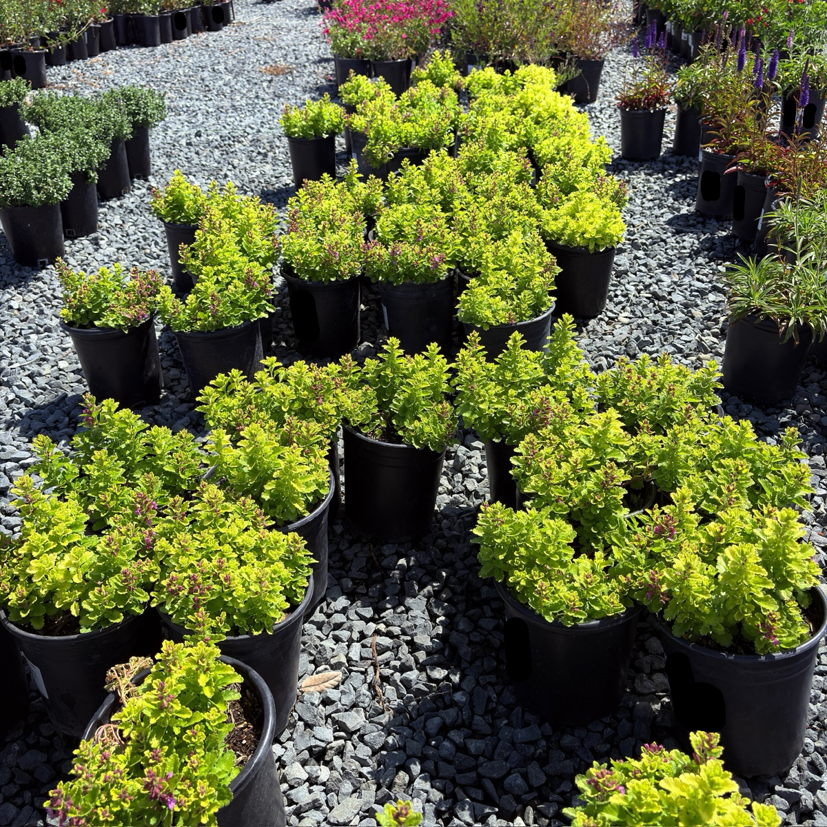 Summer Sunshine Wall Germander