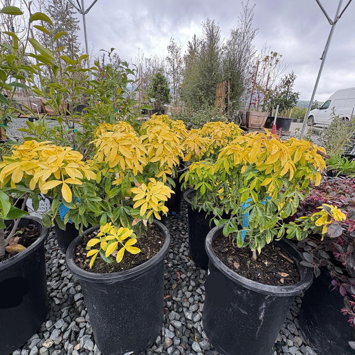 Sundance Mexican Orange Blossom