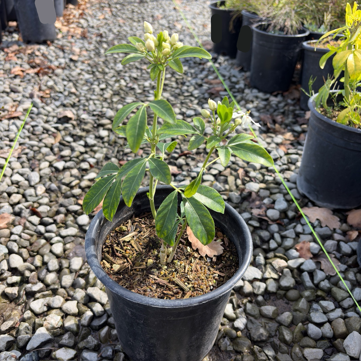 Sundance Mexican Orange Blossom