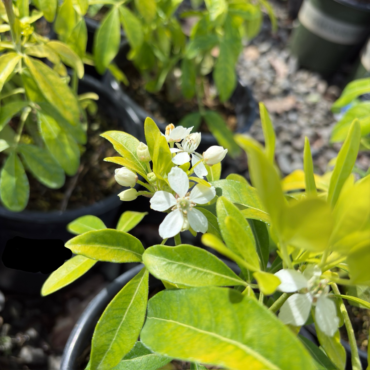 Sundance Mexican Orange Blossom