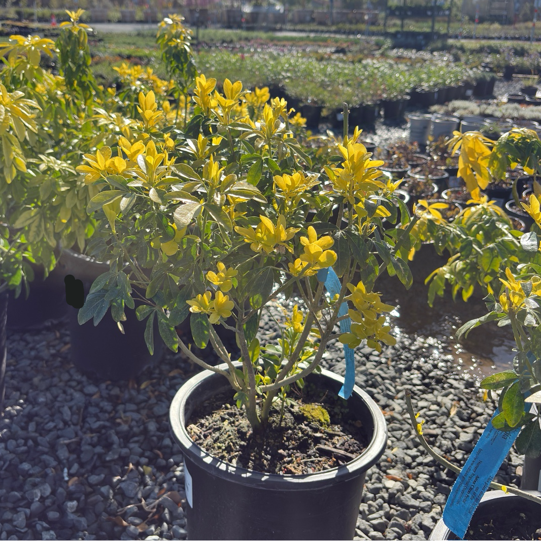 Sundance Mexican Orange Blossom