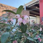 Pink flowers with green leaves Sunshine Blue Blueberry in front of a building