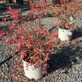 Potted Sunshine Blue Blueberry plants with red foliage on a gravel ground with more plants in the background.