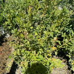 Sunshine Blue Blueberry bush with leaves in a garden setting