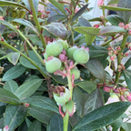 Green berries on a Sunshine Blue Blueberry with leaves