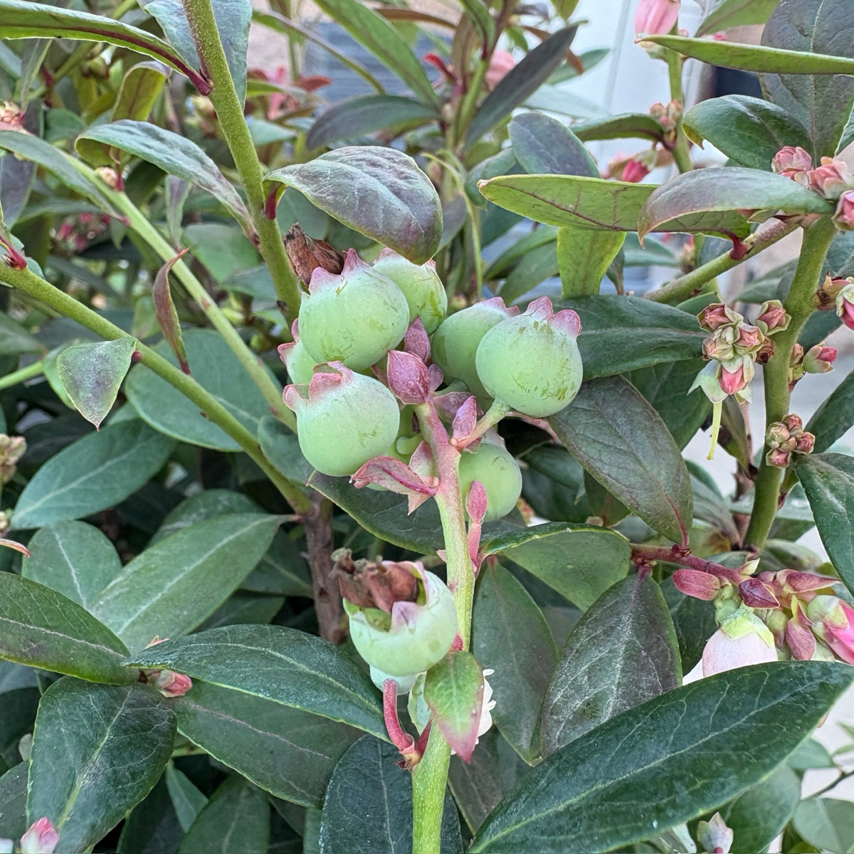 Green berries on a Sunshine Blue Blueberry with leaves