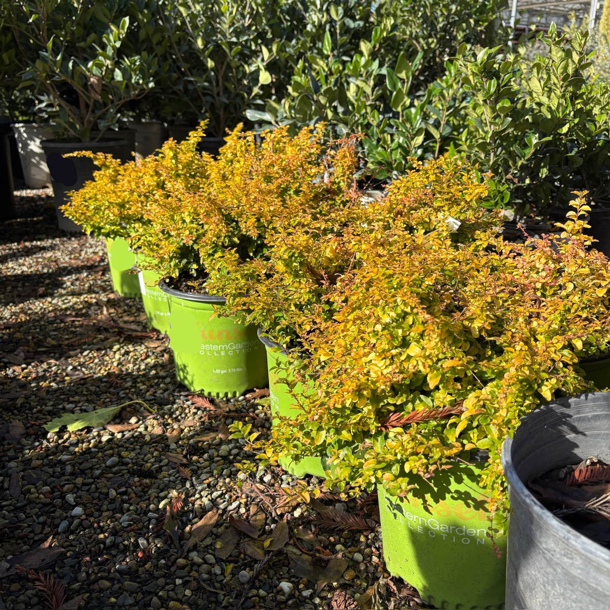 Sunshine Privet