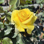Sunsprite Floribunda Rose