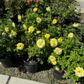 Sunsprite Floribunda Rose