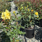 Sunsprite Floribunda Rose