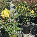 Sunsprite Floribunda Rose