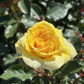 Sunsprite Floribunda Rose