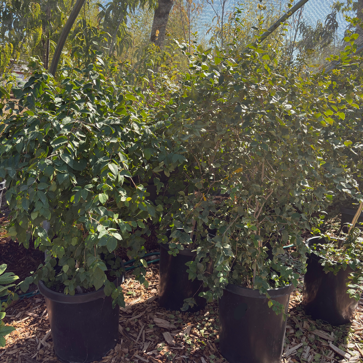 Surinman Cherry