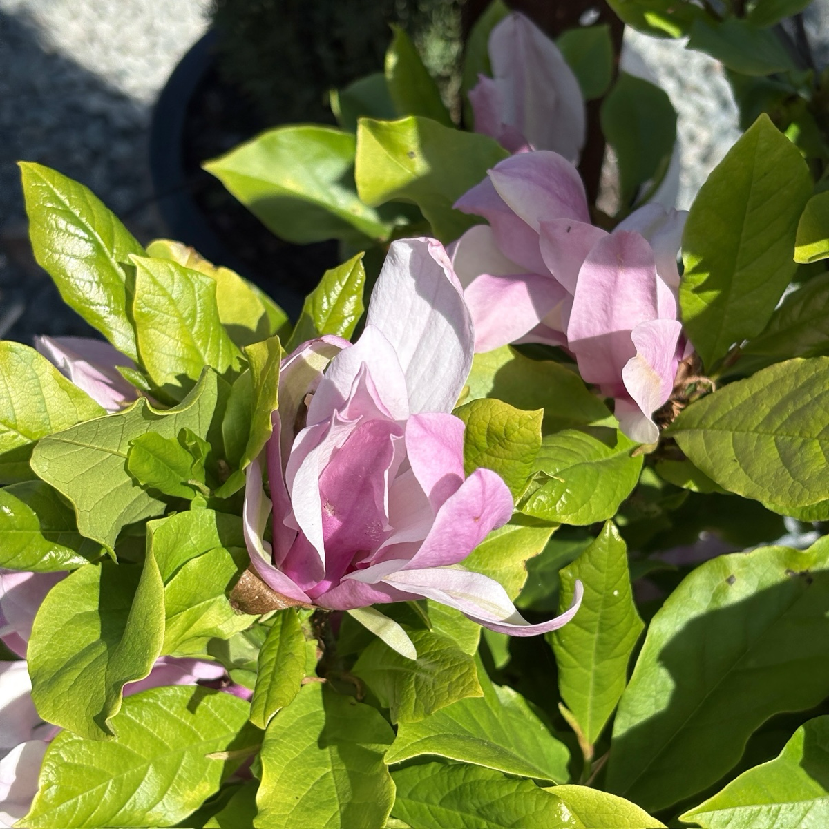 Close-up of Susan Magnolia flowers with green leaves