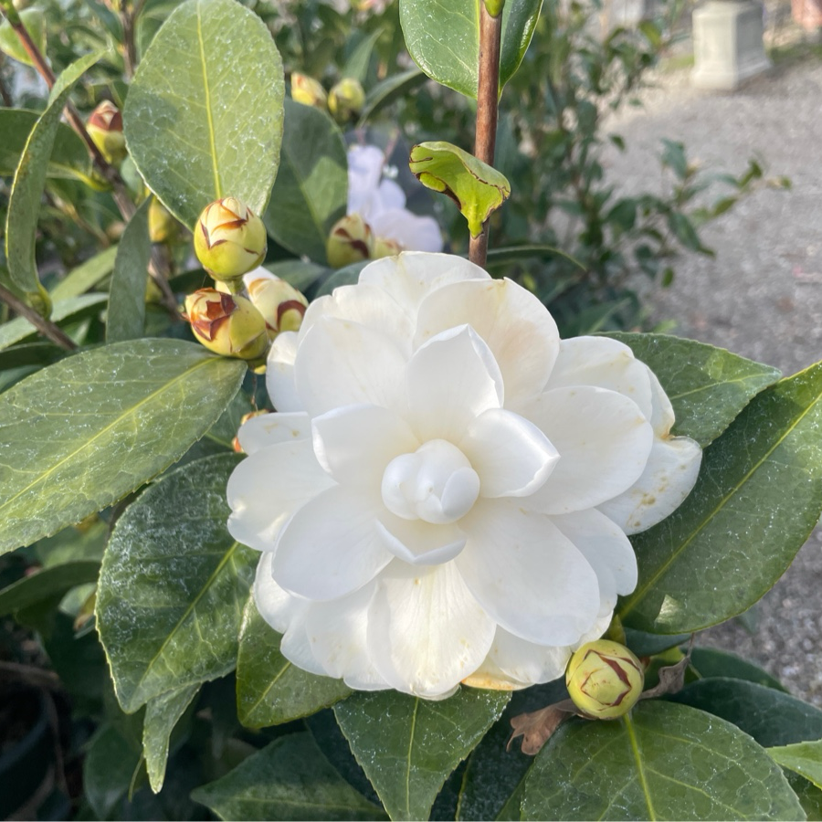 Swan Lake Camellia