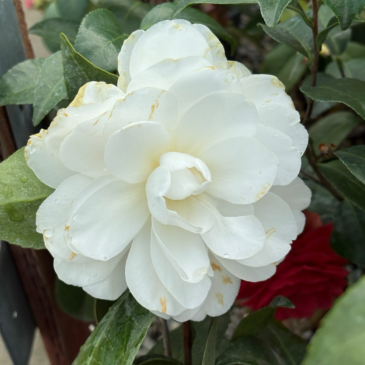 Swan Lake Camellia
