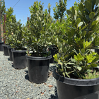 Sweet Bay Laurel