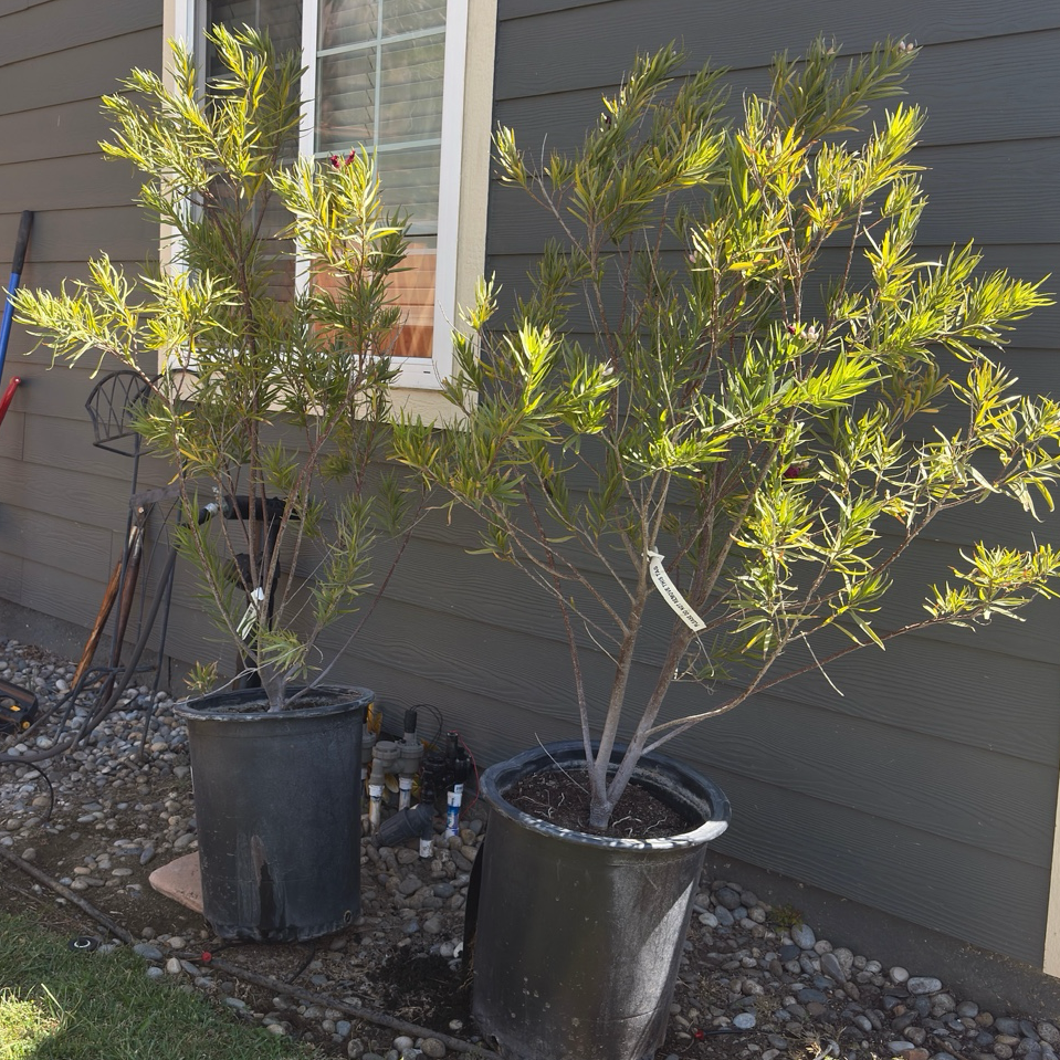 Sweet Bubba Desert Willow