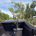 Sweet Bubba Desert Willow