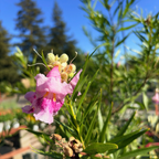Sweet Bubba Desert Willow
