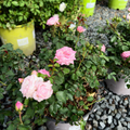 Potted pink Sweet Drift Rose flowering plant with green leaves on a gravel surface.