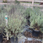 Sweet Lavender