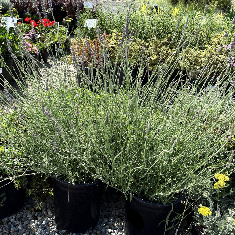 Sweet Lavender