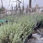 Sweet Lavender