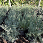 Sweet Lavender