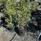 Sweet Tea Olive