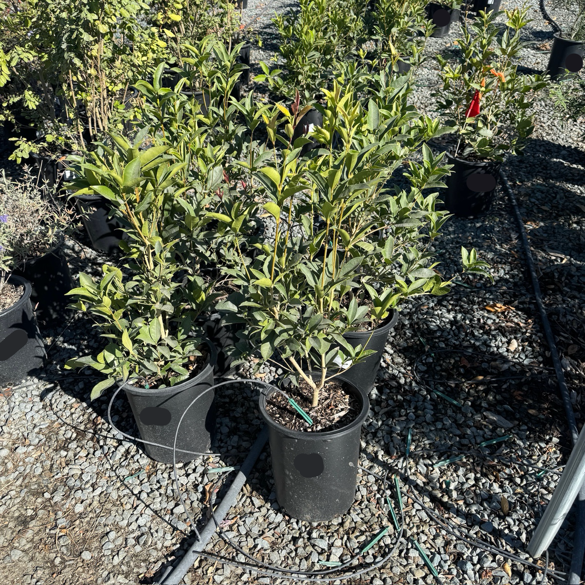 Sweet Tea Olive