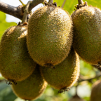 Sweet'n Solo Kiwi Vine