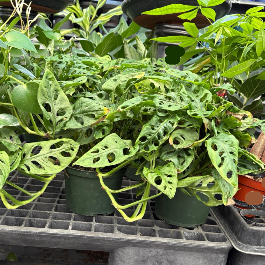 monstera adansonii 中文 仙洞龟背竹| 精巧穿孔椭圆叶| 垂吊攀爬室内雨林藤| 耐阴易养如绿萝– Victory Nursery