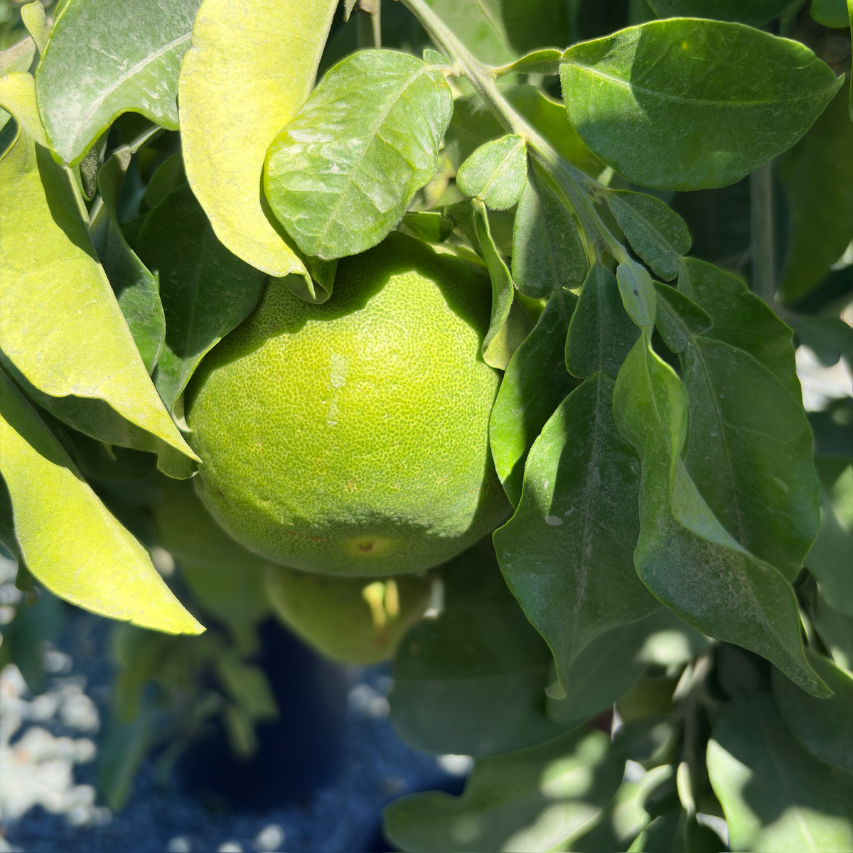 Tahitian Pummelo