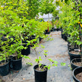 Taiwan Mulberry