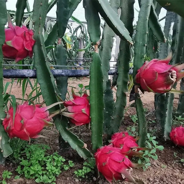 Taiwan Red Dragon Fruit